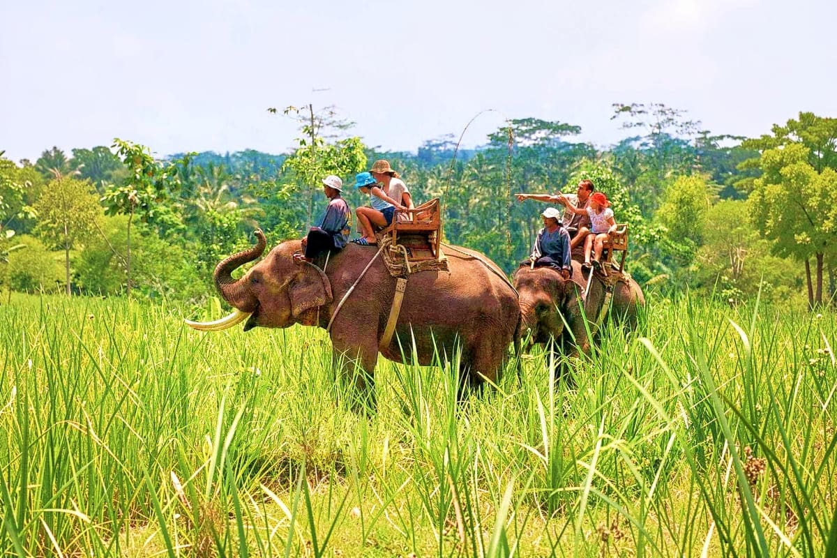 Tourists riding elephants through green grassland with mahouts in Jim Corbett National Park, forested hills in background