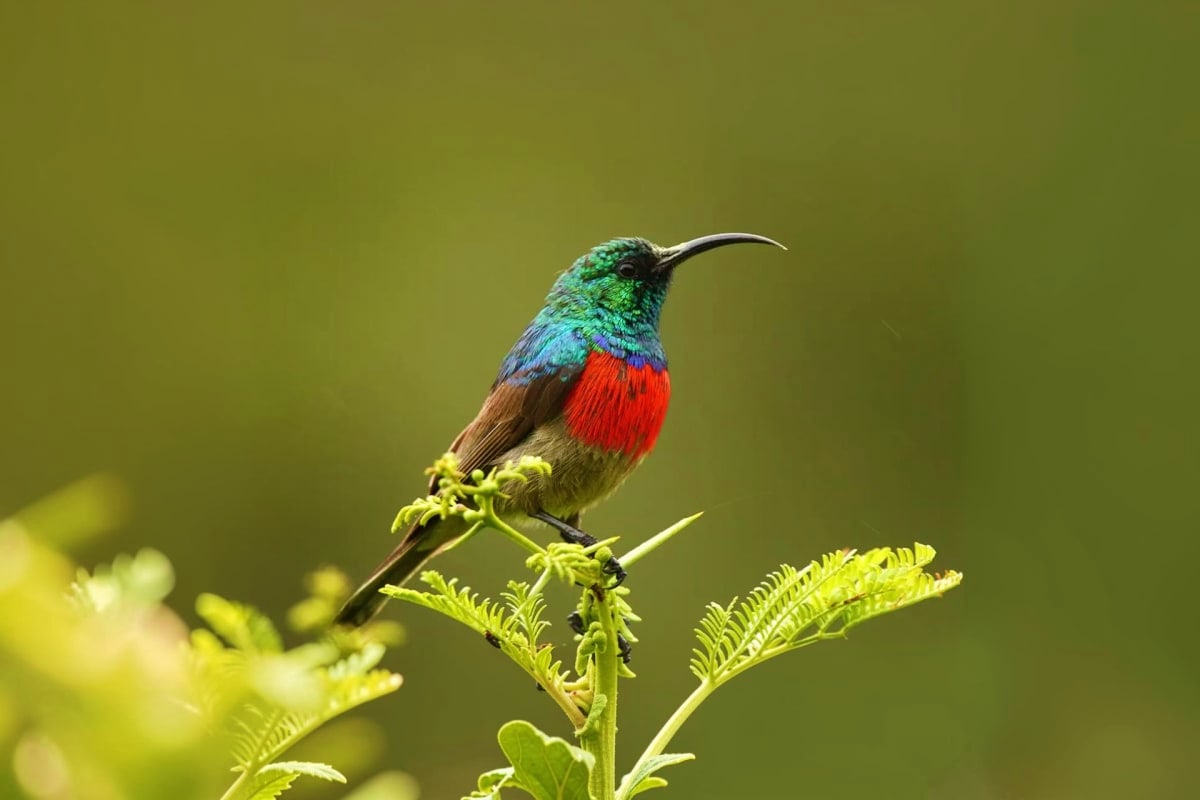 Colorful hummingbird with iridescent green head and bright red chest perched on a yellow-green flowering plant branch against