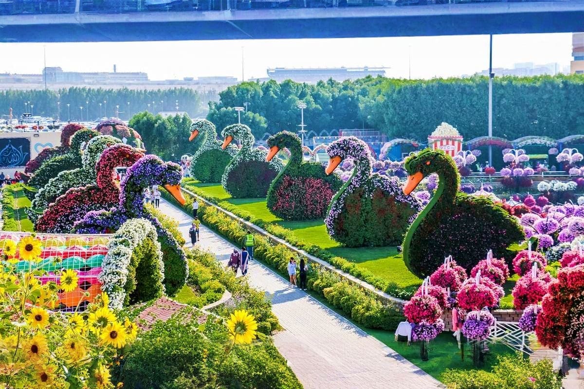 Panoramic view of Miracle Garden Dubai with large ornamental swan topiary sculptures covered in colorful flowers, pathways, a