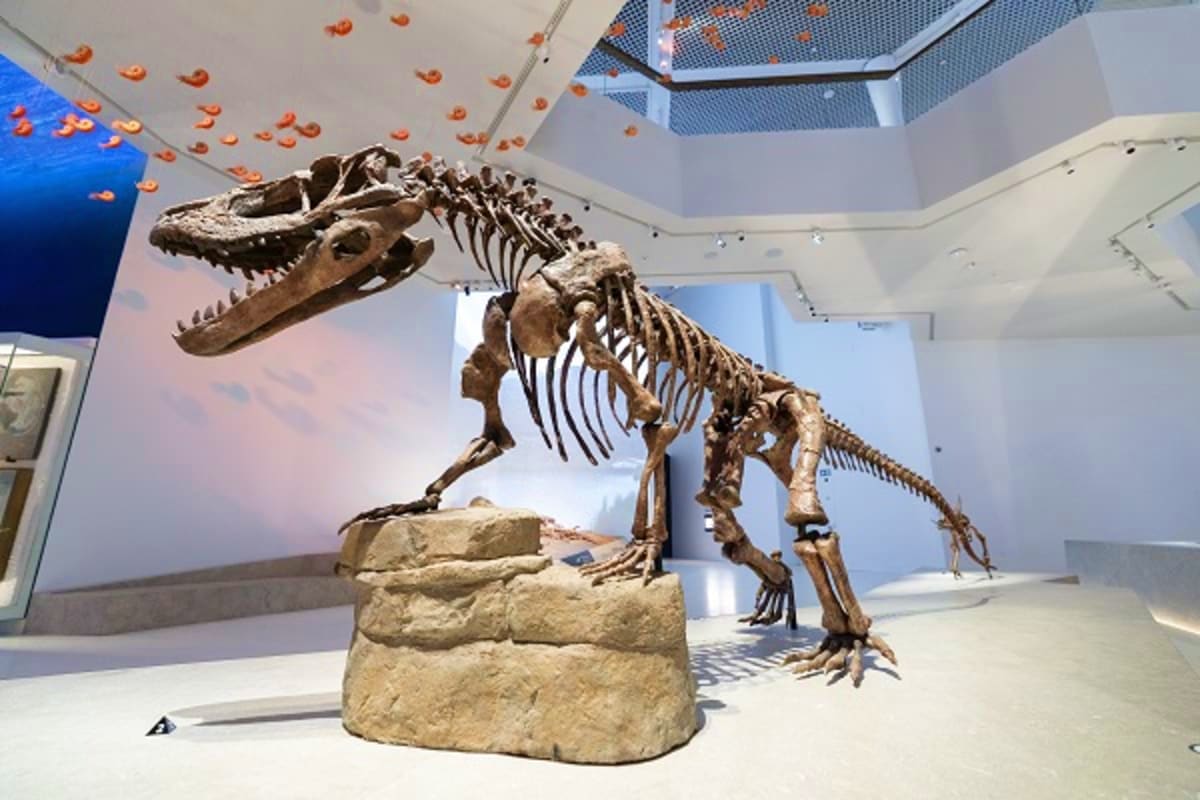 Natural History Museum Abu Dhabi Dinosaur skeleton fossil displayed in modern museum gallery with white walls and skylights at Natural History Museum Abu Dhab