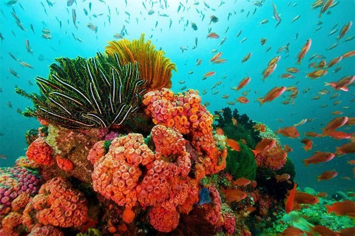 Underwater coral reef scene with colorful soft corals, sea anemones, and schools of fish swimming in turquoise water at Puert