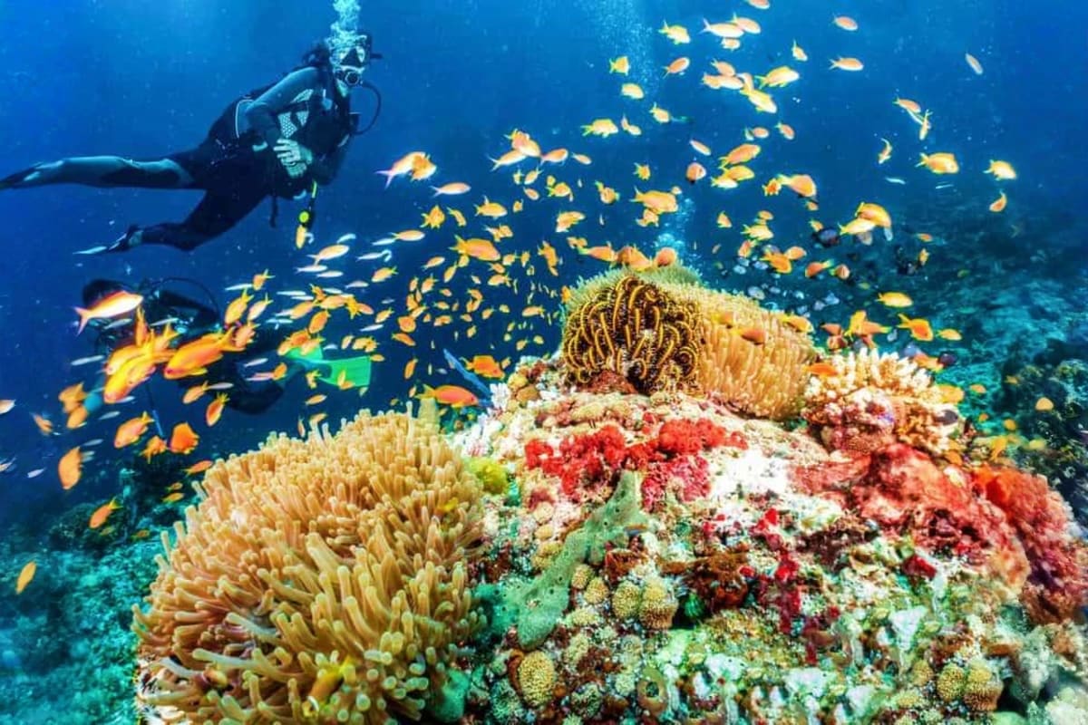 Scuba diver exploring vibrant coral reef with golden fish school in clear blue ocean water