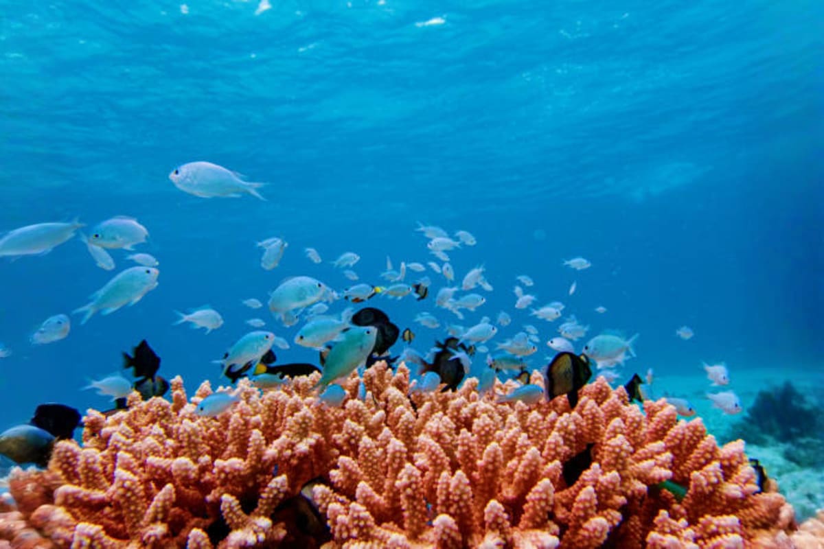 School of fish and black surgeonfish swimming above a vibrant coral reef in clear blue ocean water