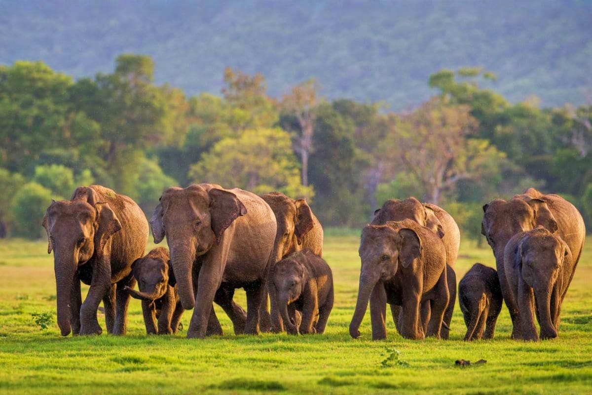 Herd of Asian elephants walking together across a green grassland with forest and mountains in the background