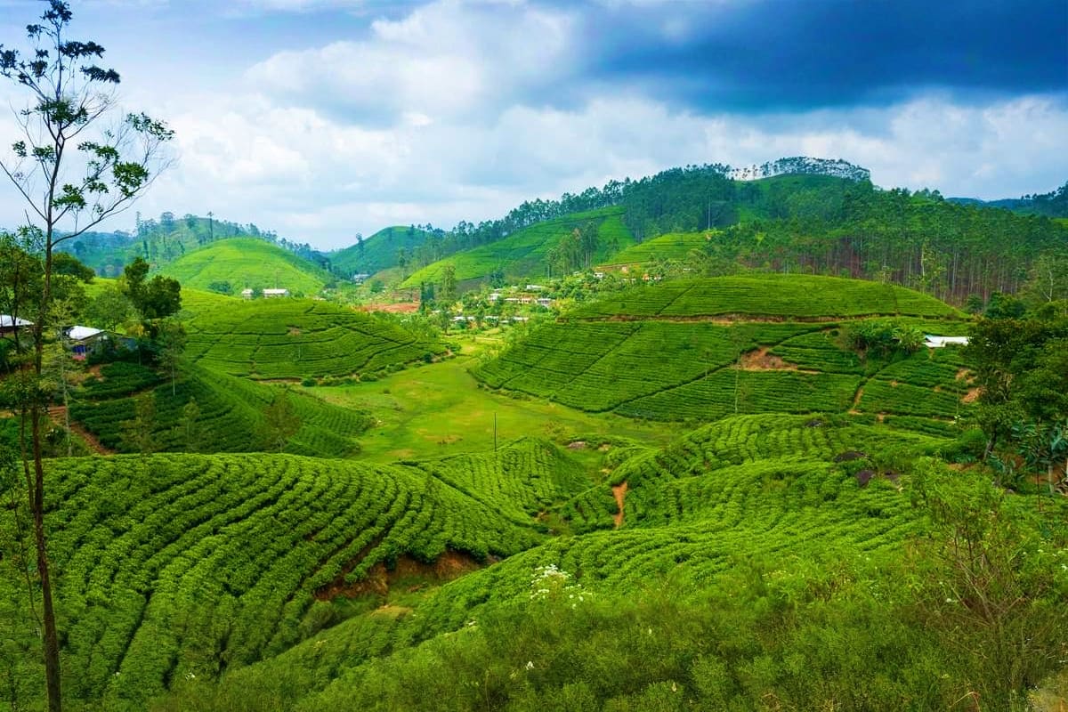 Lush green tea plantations covering rolling hills in Sri Lanka's central highlands with scattered villages and forested mount