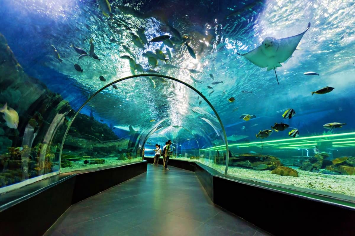 Dream Honeymoon Cruise Vacation Visitors walking through an underwater tunnel at an aquarium with manta rays, tropical fish, and ocean life swimming overhead