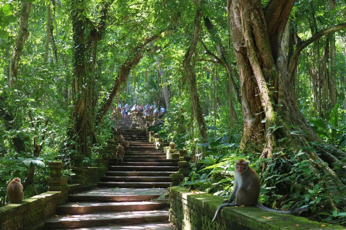 Stone stairway through lush tropical forest with tall trees and monkeys sitting on moss-covered railings, tourists walking in