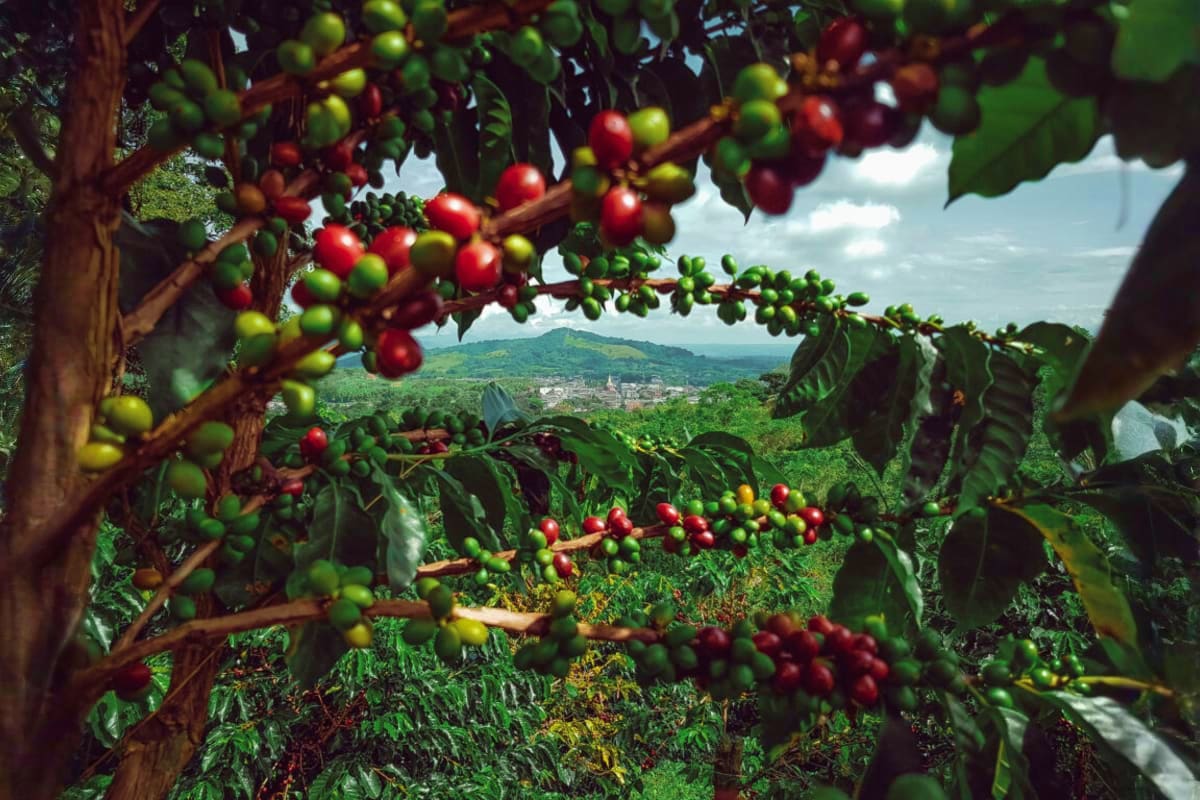 Coffee plants with ripe red and green cherries growing on branches overlooking a lush Balinese valley and distant village