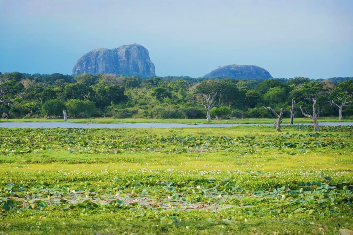 Granite rock formations rising above wetlands and scattered trees in African savanna landscape during wildlife safari