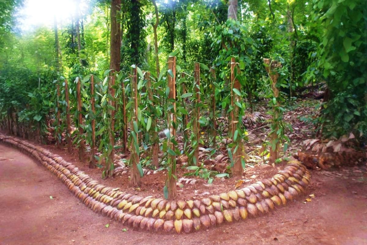 Family friendly tour Cacao plantation with harvested pods arranged in curved rows on red soil, wooden poles supporting young cacao trees, and fore