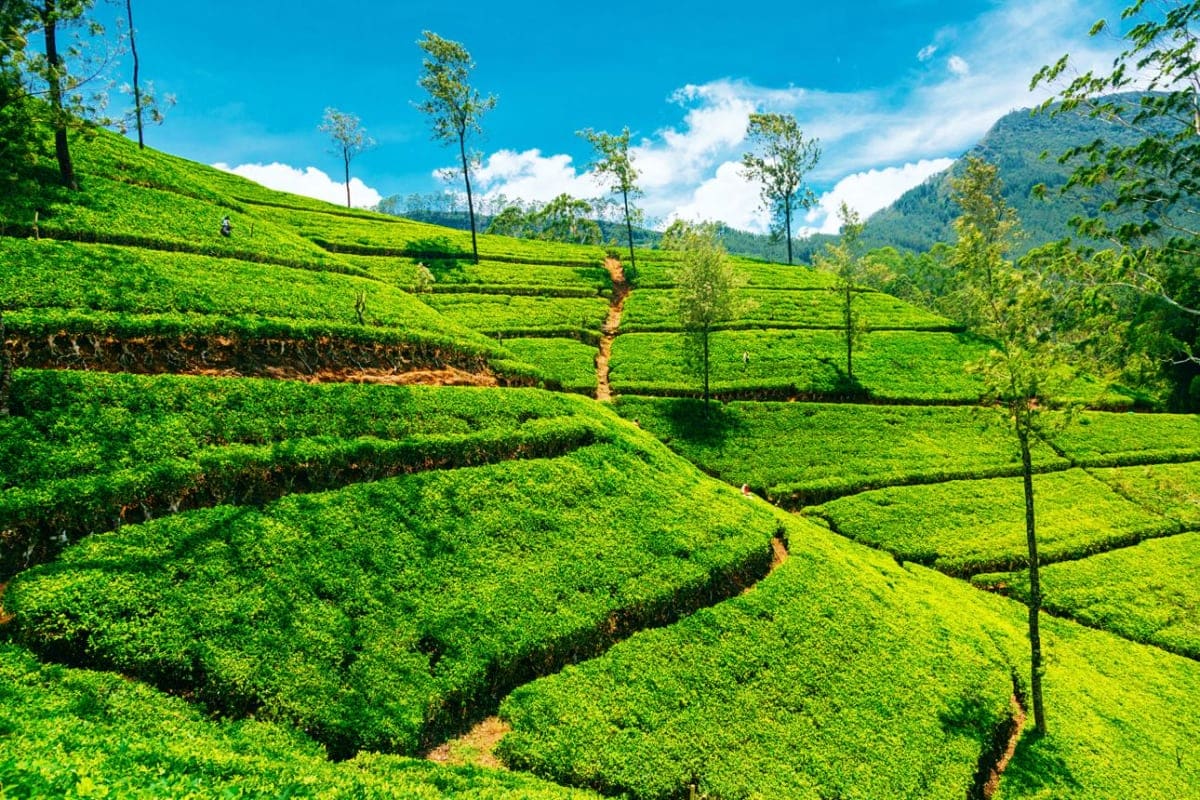 Kids Friendly Tour Lush green tea plantations with terraced rows on mountainside under blue sky with white clouds