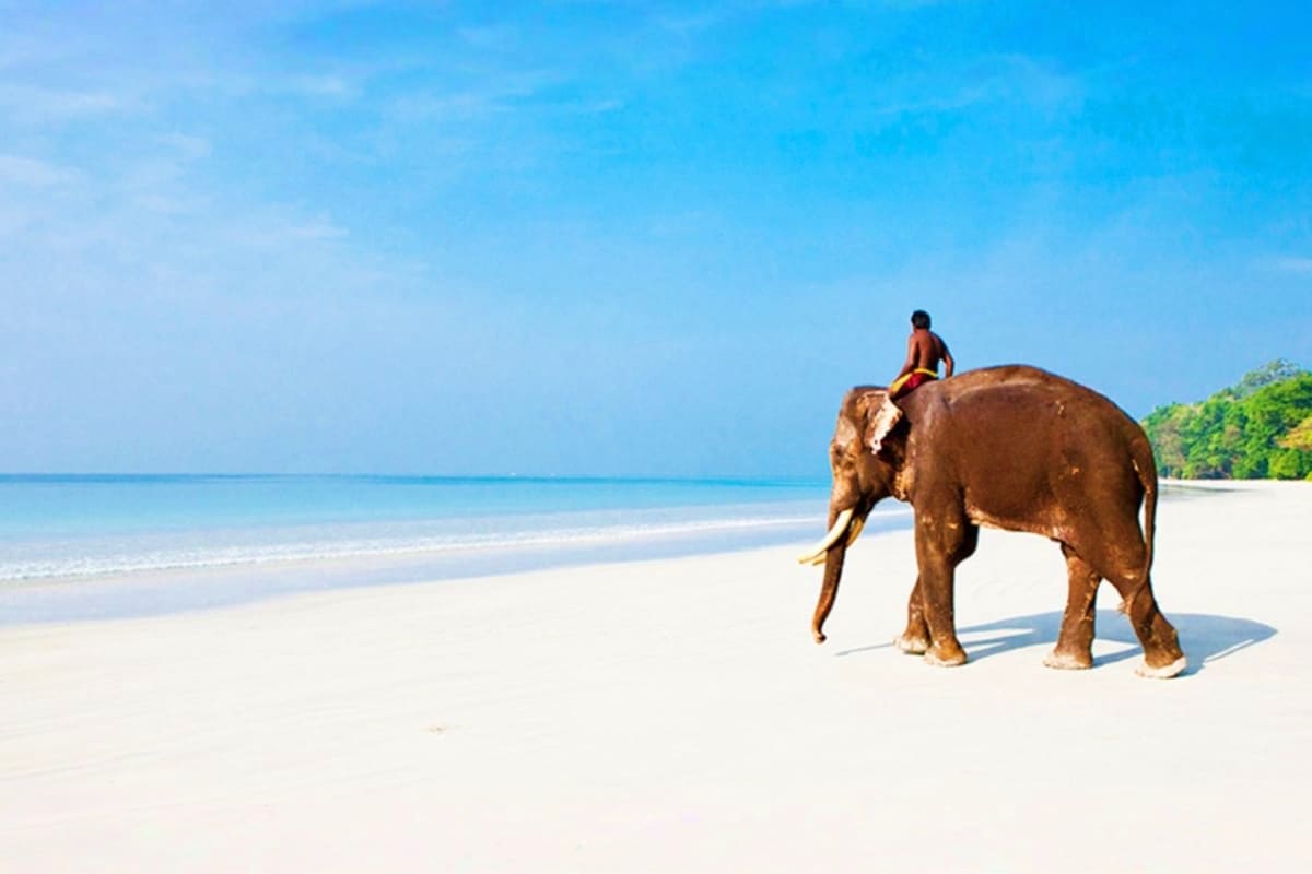 Person riding elephant on tropical beach with turquoise water and white sand under clear blue sky
