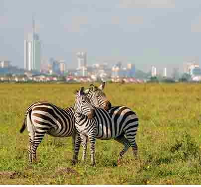 Zebras grazing in grassland with Nairobi city skyline in background