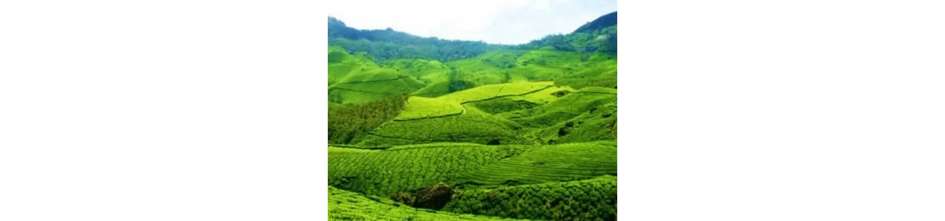 Lush green rolling hills and tea plantations in Munnar, Kerala with mountains in the background