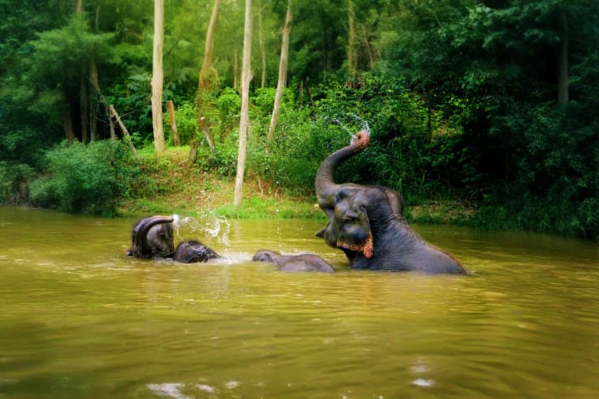 Elephant Wildlife Sanctuary Elephants bathing and playing in a river surrounded by lush forest and tall trees at a wildlife sanctuary