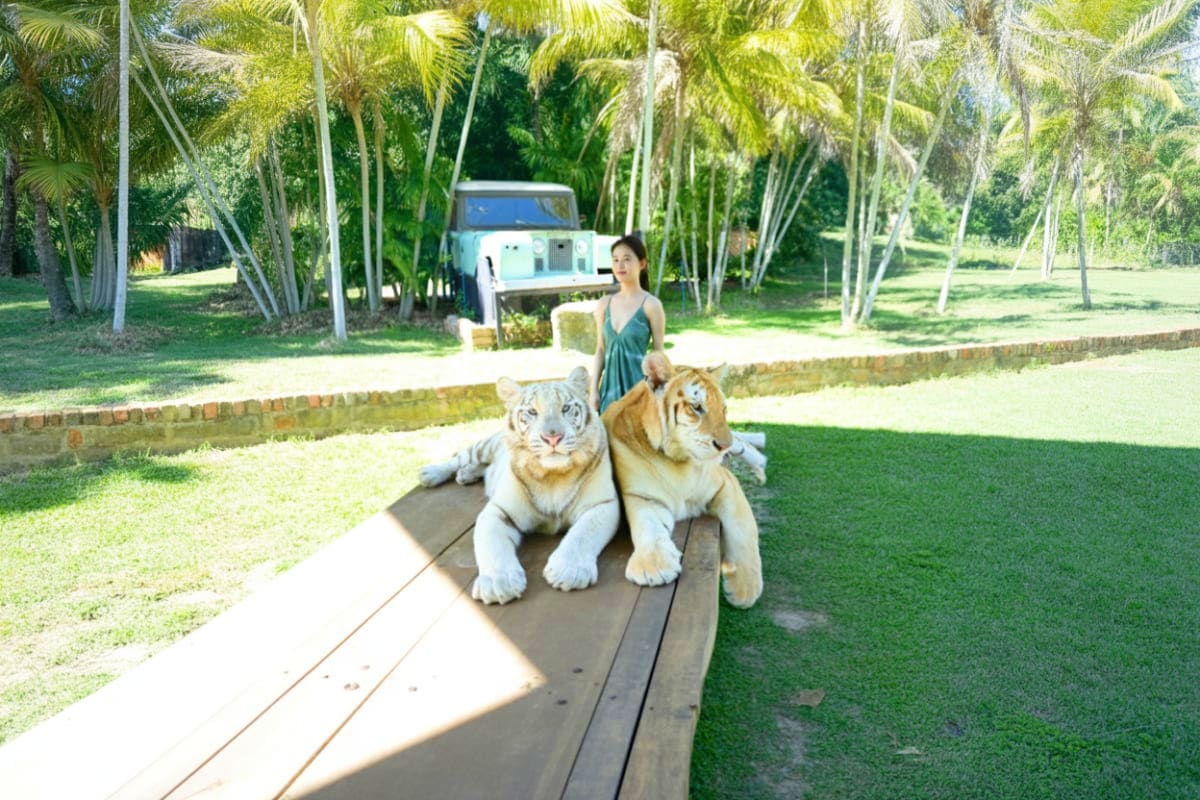 Woman standing behind two tigers resting on wooden platform in tropical garden with palm trees and RV in background