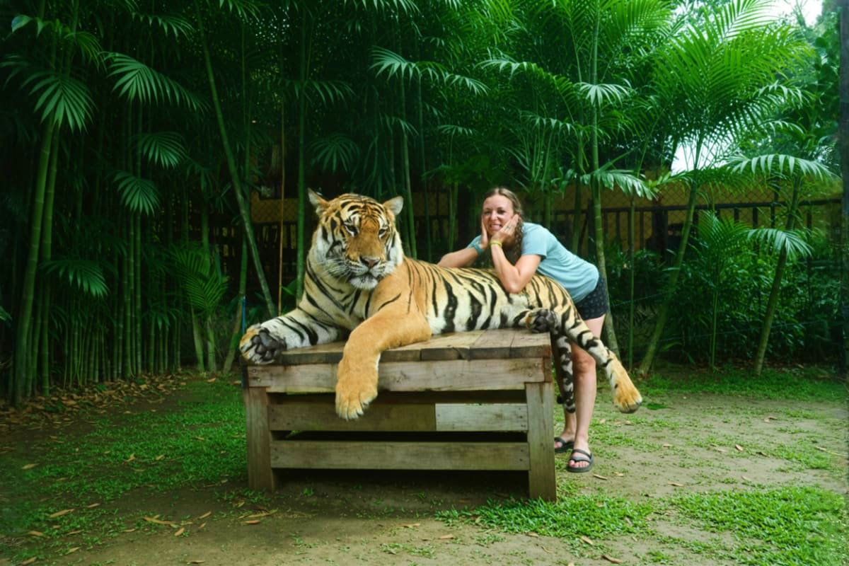 Woman posing with relaxed tiger lying on wooden platform in lush tropical garden setting at Tiger Kingdom.