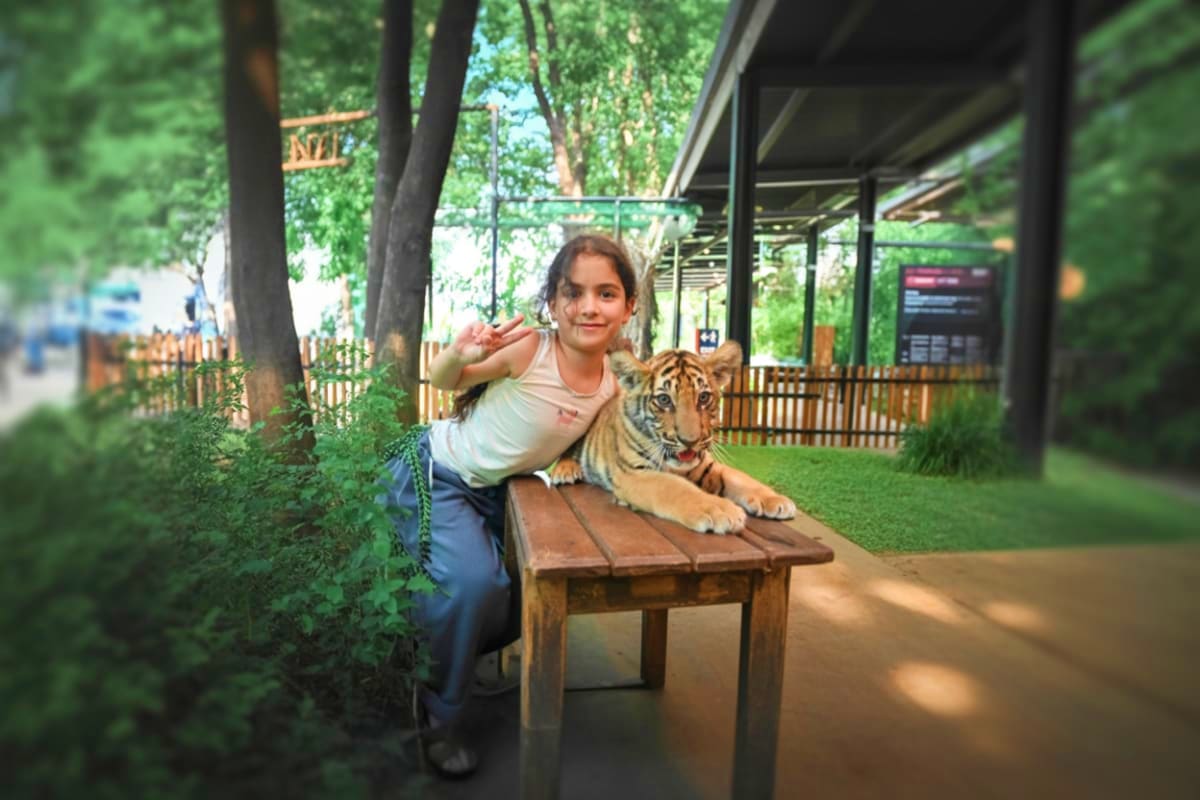 Girl posing with young tiger on wooden platform at Tiger Kingdom sanctuary in Chiang Mai, Thailand