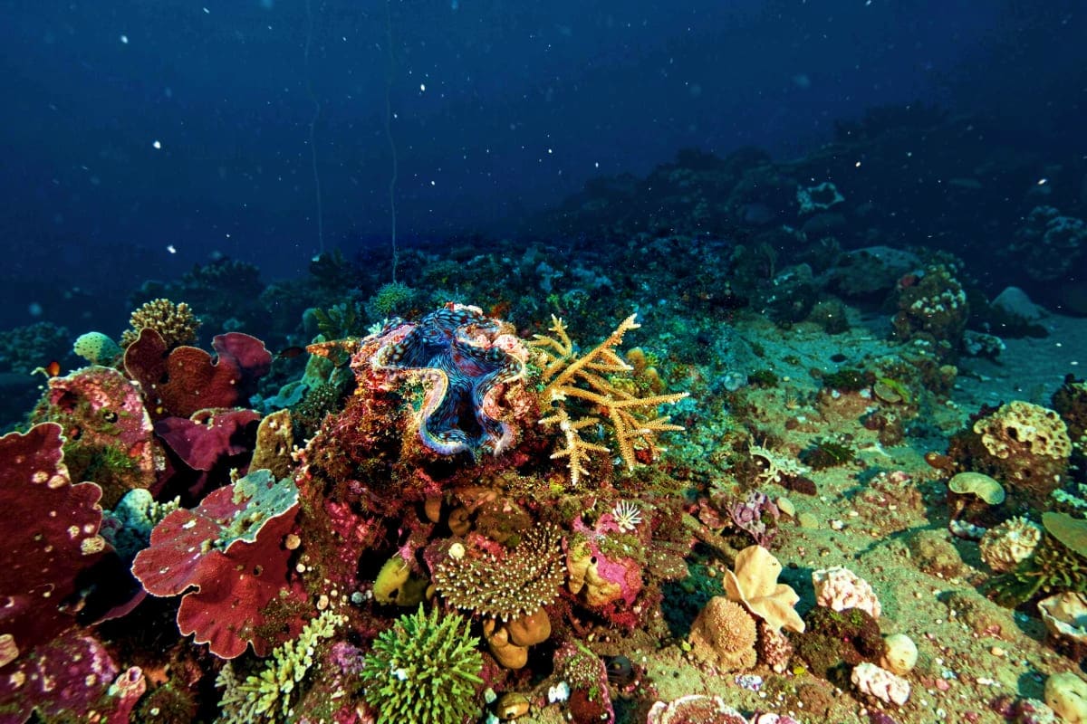 Coron Island Escapade Tour Vibrant coral reef with colorful soft corals, sea fans, and a blue-ringed octopus surrounded by marine life underwater near C