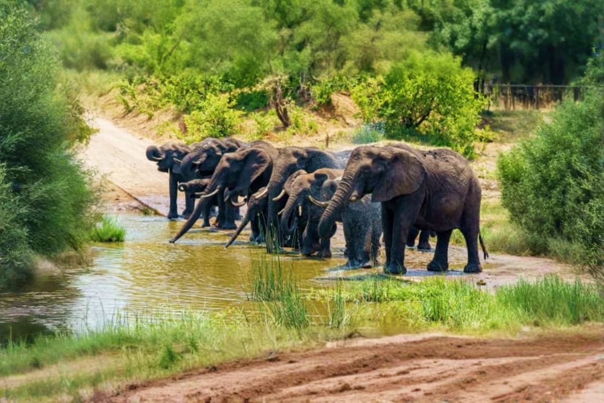 Herd of African elephants drinking and wading in shallow river water surrounded by green vegetation and trees
