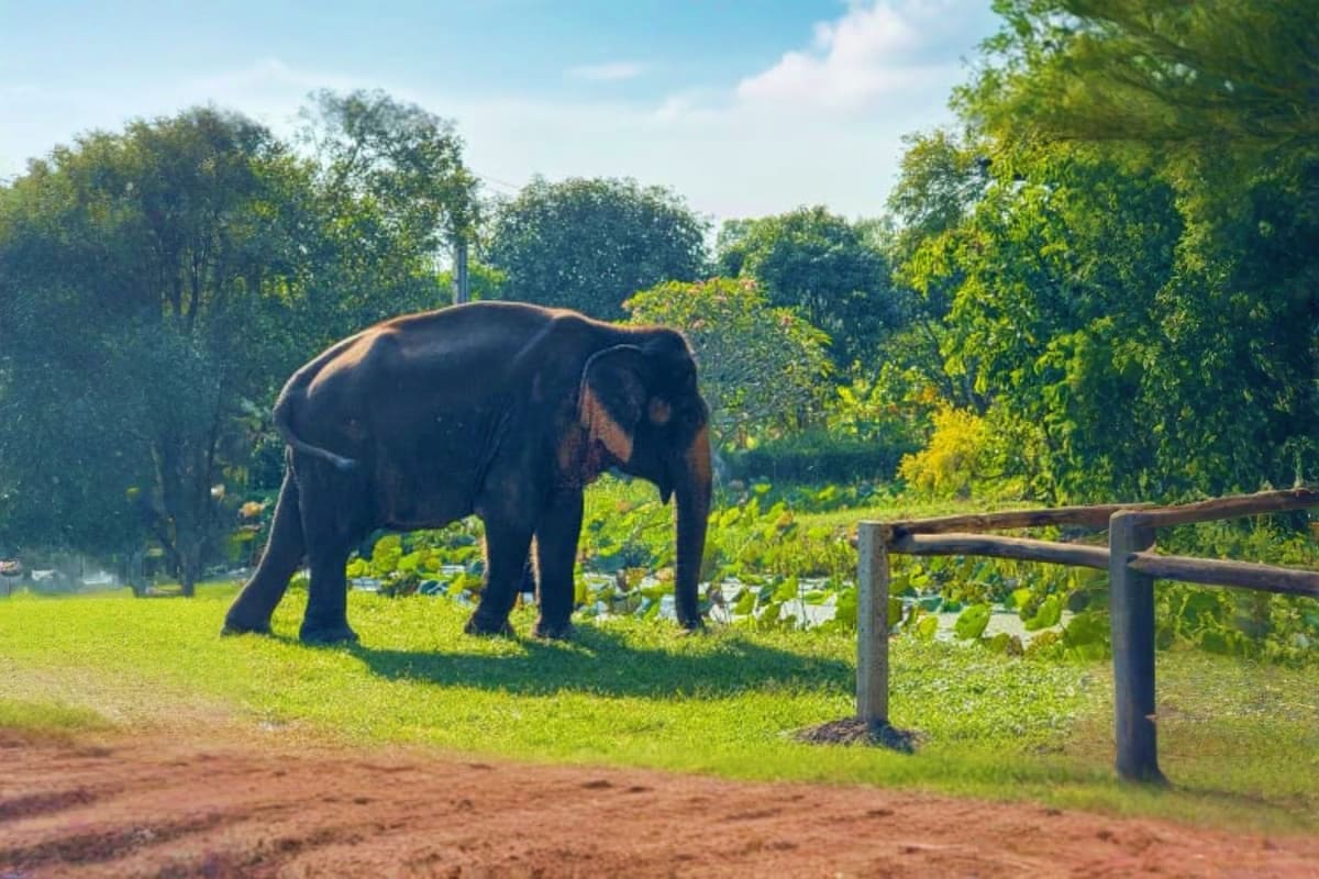 Elephant walking in green pasture at sanctuary with wooden fence and tropical trees in background
