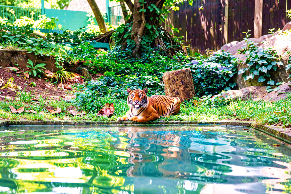 Zoo Negara Bengal tiger resting by water pool in lush jungle setting at Zoo Negara wildlife sanctuary