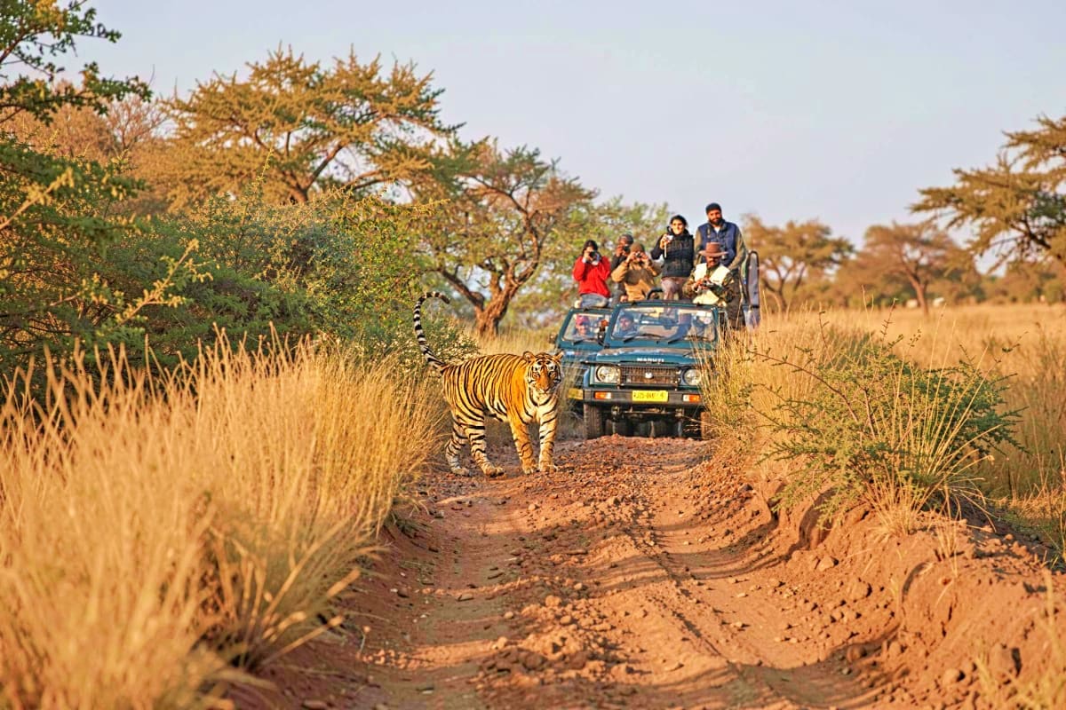 Tatkaal Jeep Safari in Ranthambore Tiger walking on dirt road alongside jeep full of safari tourists in Ranthambore National Park