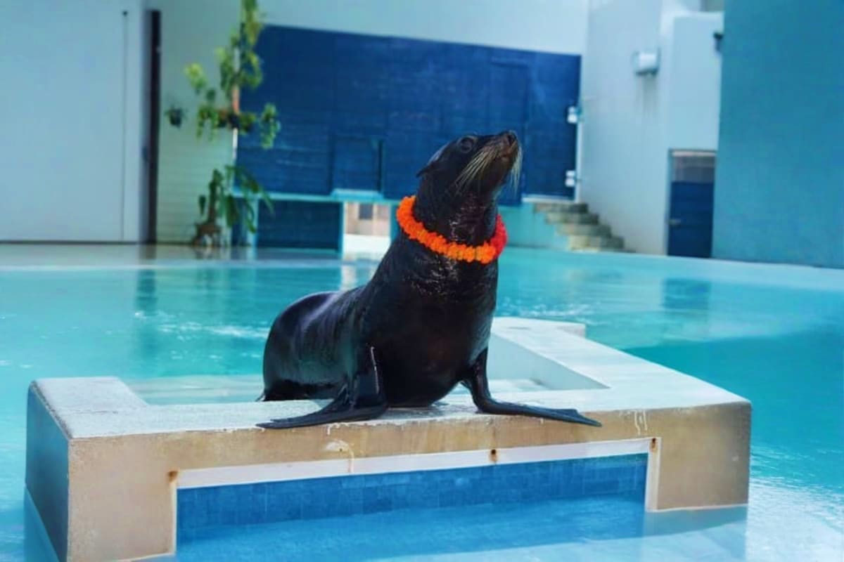Black seal wearing orange garland sitting on platform in indoor aquarium pool with blue water and white walls