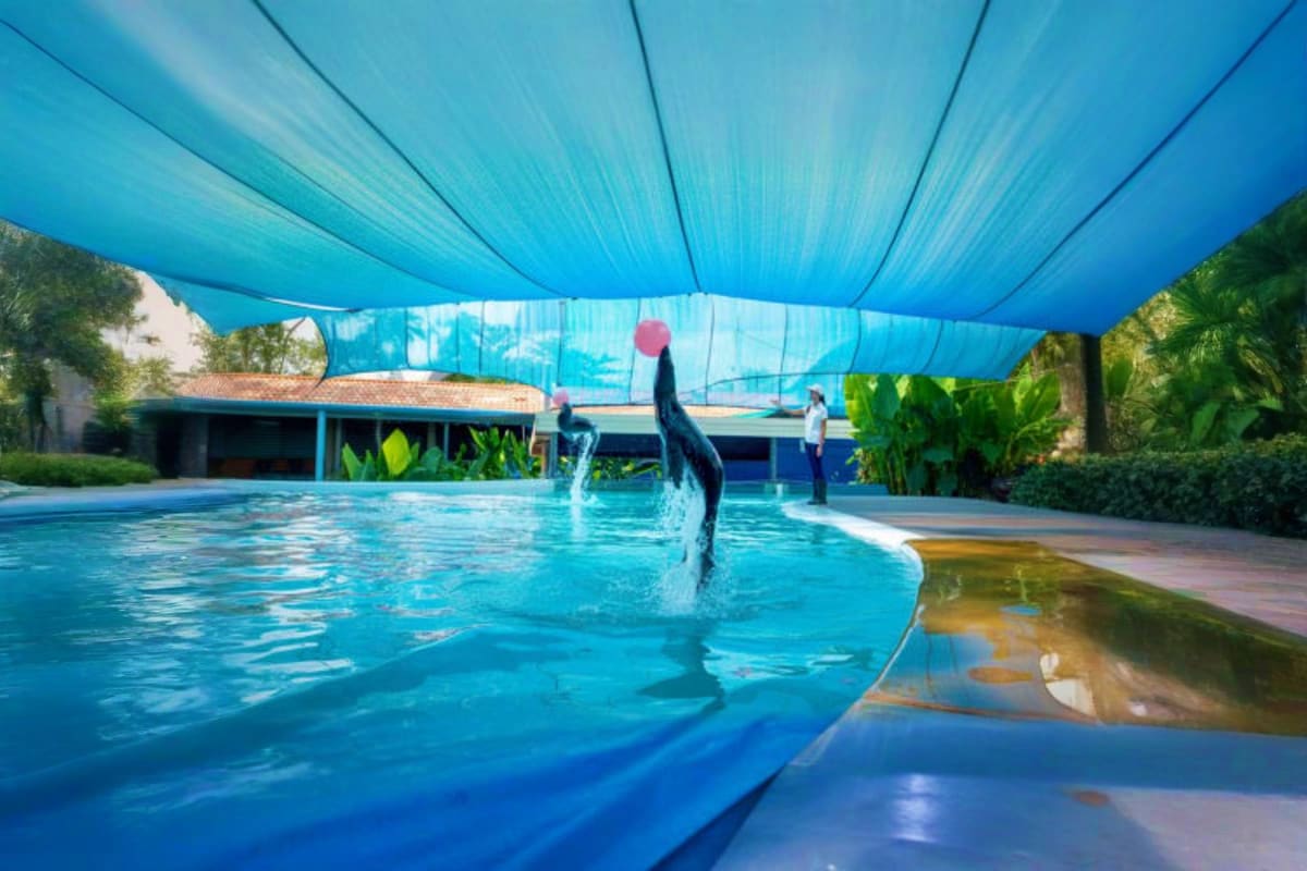 Dolphin jumping out of water in indoor pool at marine facility with blue shade covering and spectators watching