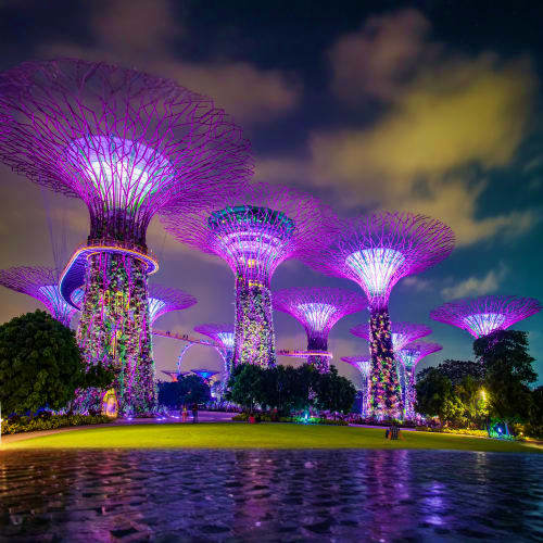 Illuminated Supertrees at Gardens by the Bay in Singapore at night, reflected in water with purple lighting