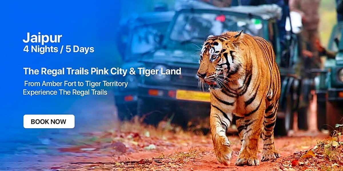 Tiger walking on red dirt road with safari jeep in background, Jaipur wildlife tour banner