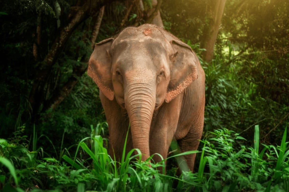 Asian elephant walking through dense jungle forest vegetation and trees during guided sanctuary tour