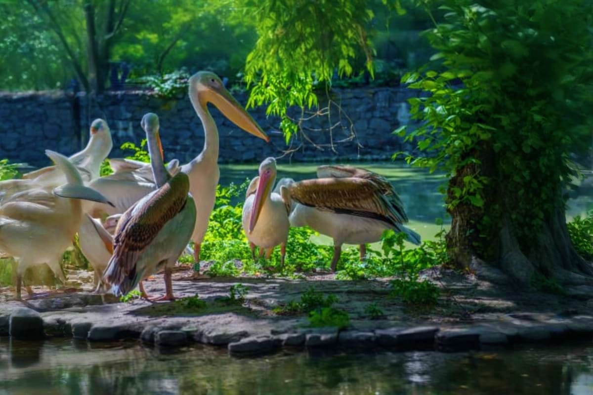 Khao Kheow Zoo Group of white and brown pelicans standing on rocky shore beside water at Khao Kheow Zoo with green vegetation and stone wall