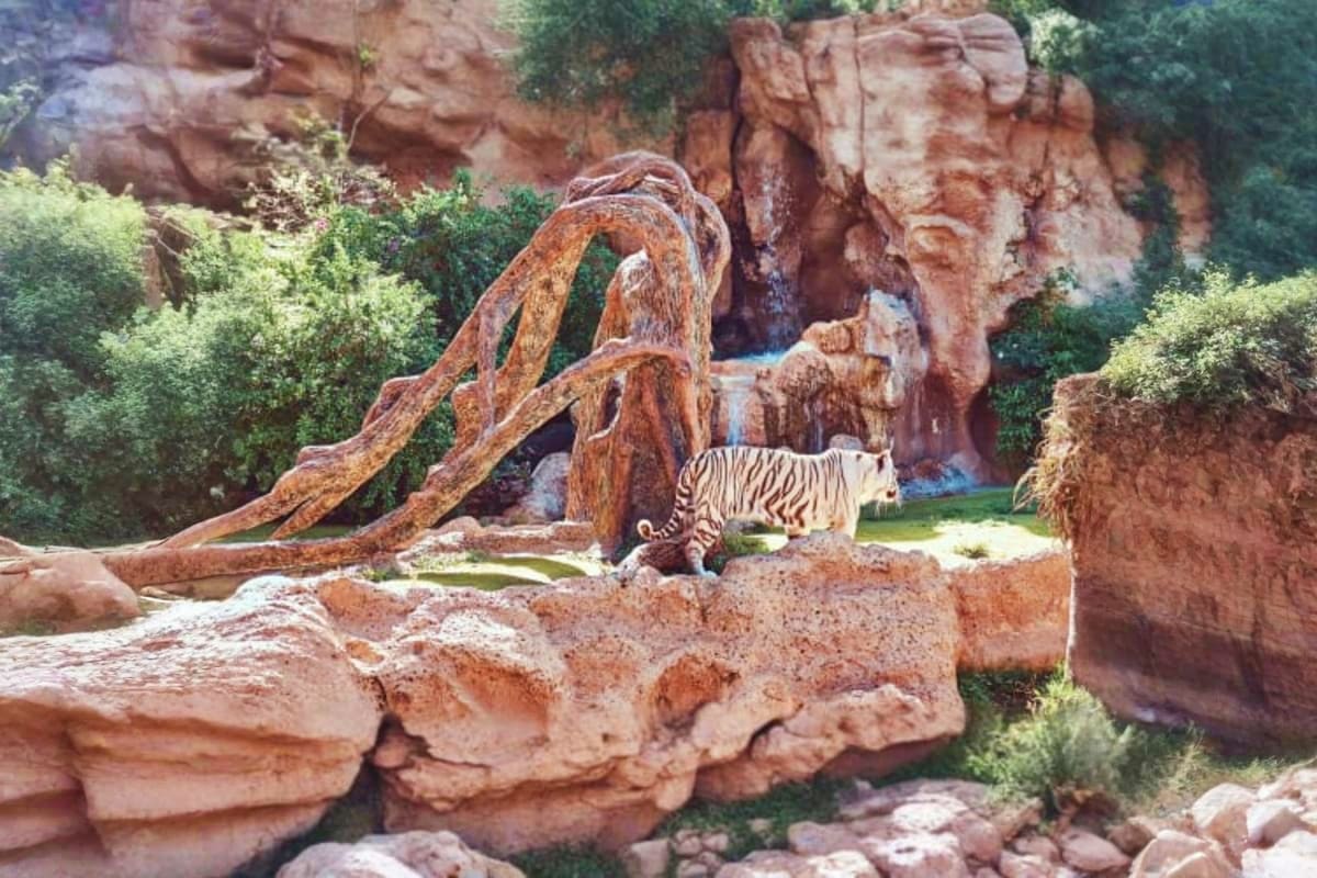 Khao Kheow Zoo White tiger walking near twisted tree trunk in rocky canyon habitat at Khao Kheow Zoo