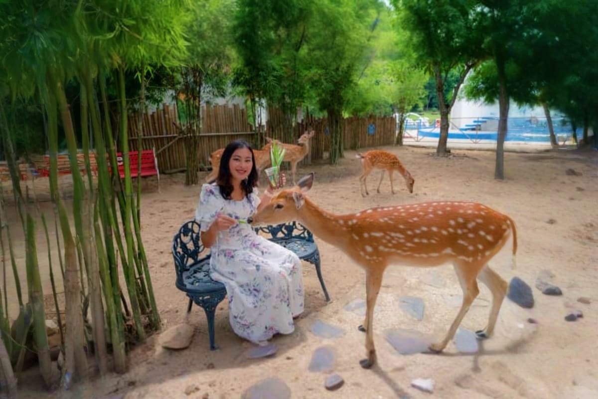 Khao Kheow Zoo Woman feeding spotted deer at Khao Kheow Zoo with multiple deer in sandy enclosure surrounded by bamboo fencing and trees