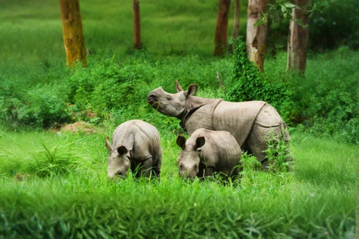 Khao Kheow Zoo Indian rhinoceros mother with two calves grazing in lush green forest clearing at Khao Kheow Zoo