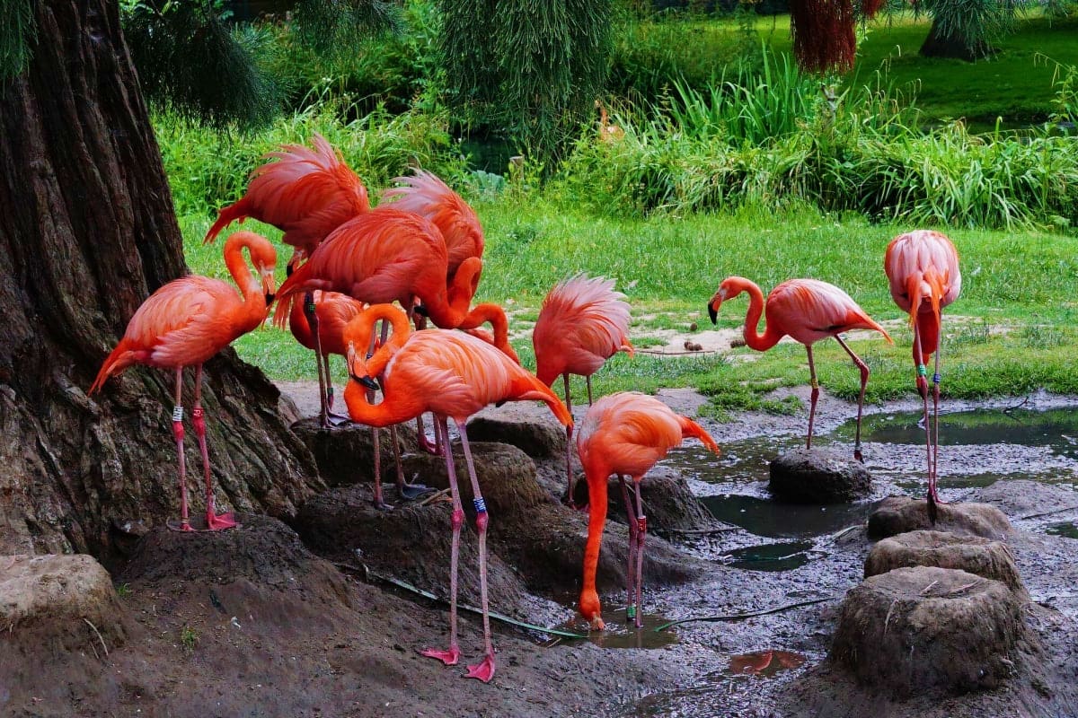 Kuala Lumpur Bird Park Group of bright red and pink flamingos foraging and wading in shallow water stream surrounded by rocks and lush green vegetat