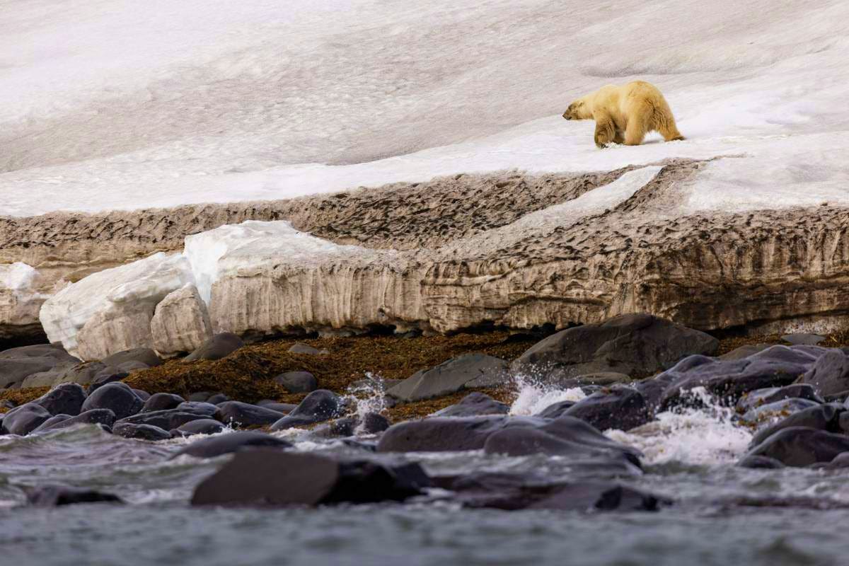 Polar bear walking on snow and ice near rocky Arctic shoreline with waves and glacial formations