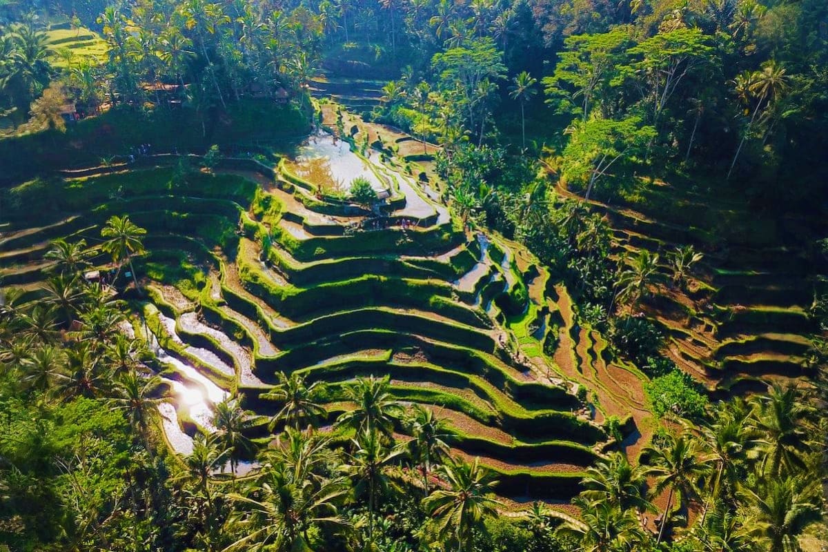 Aerial view of Tegallalang Rice Terraces in Bali with stepped green rice paddies, river, and tropical palm trees