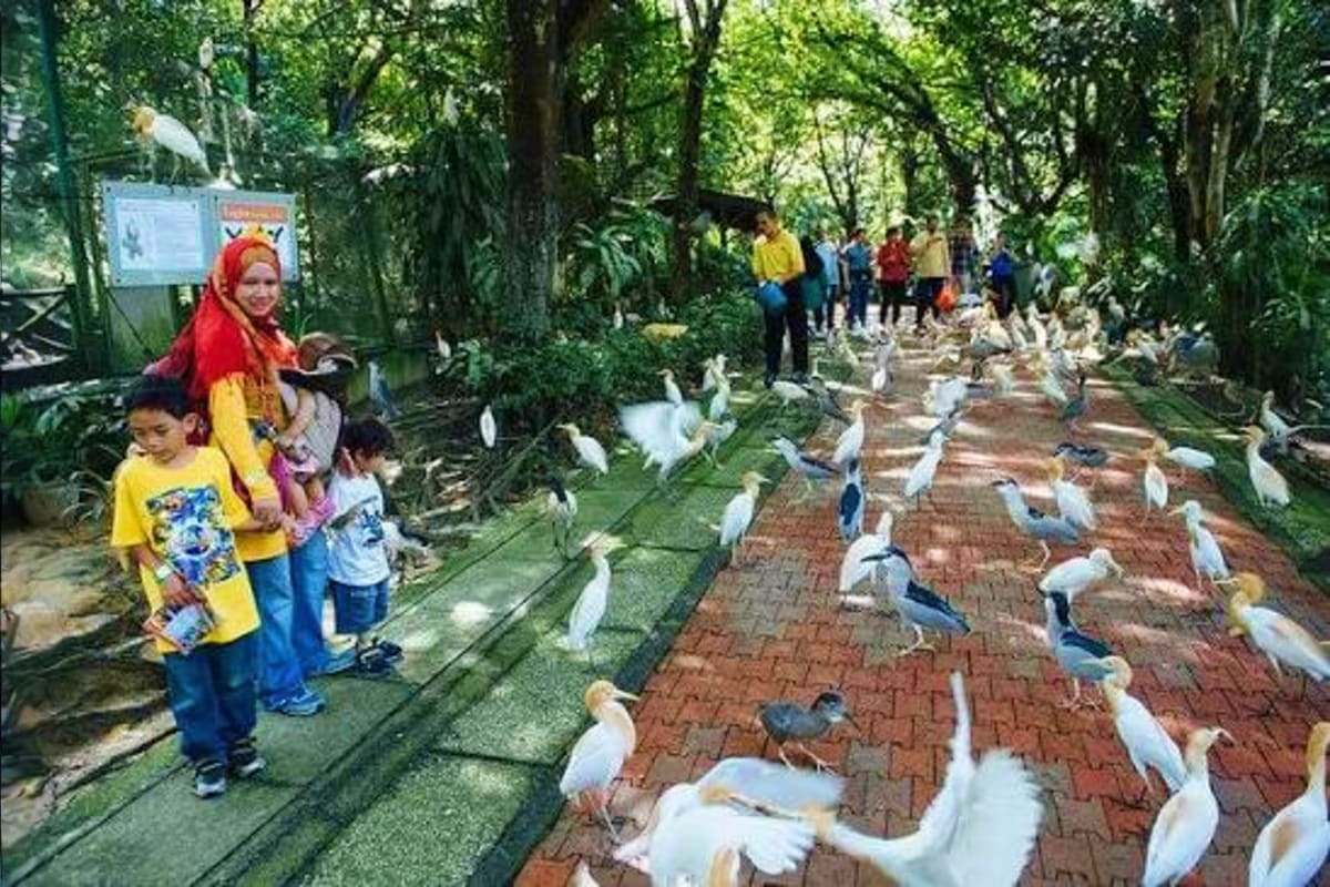 Family visiting bird sanctuary in tropical forest with white and brown birds walking on brick pathway among tall trees
