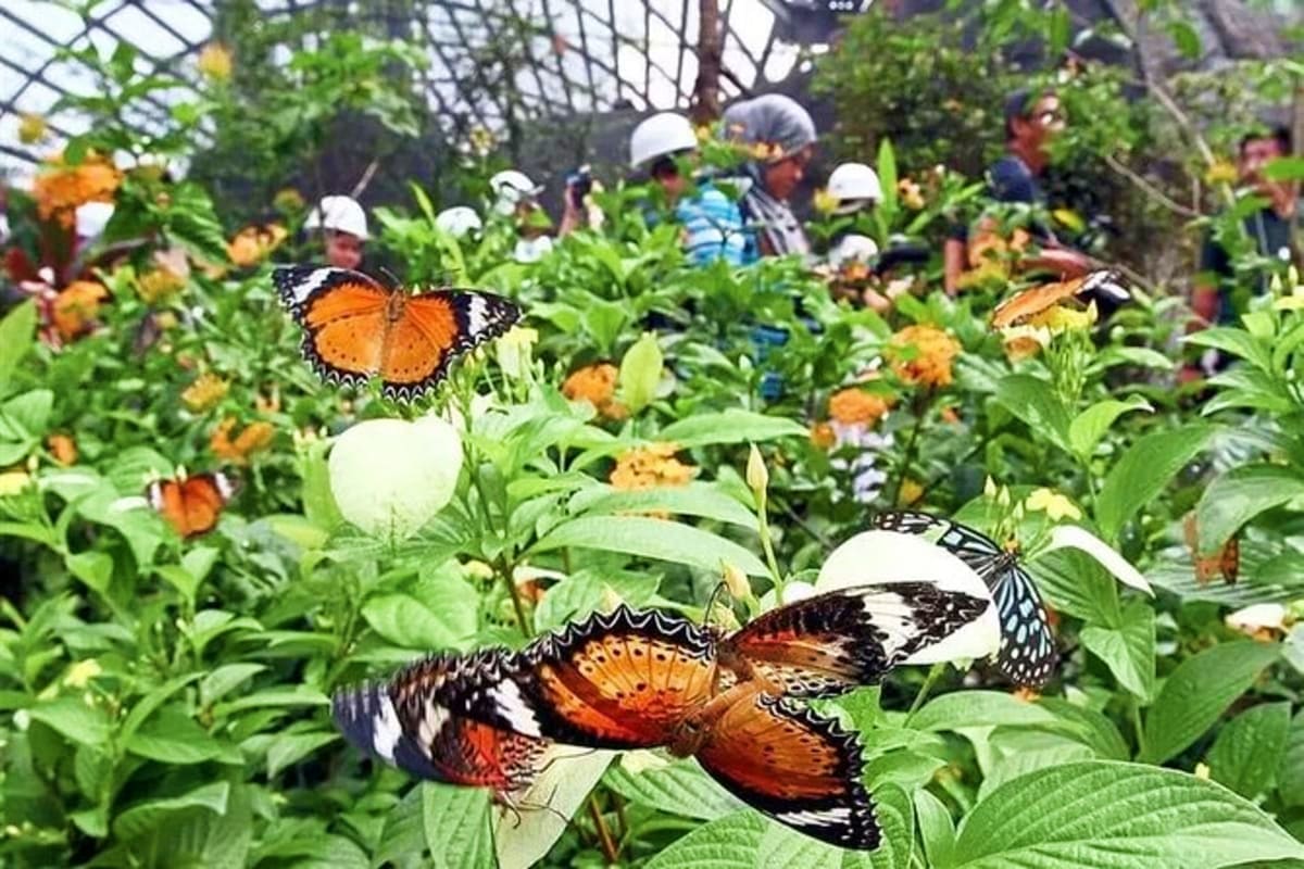 Multiple orange and black butterflies on yellow flowers in a lush greenhouse with visitors wearing hard hats in the backgroun
