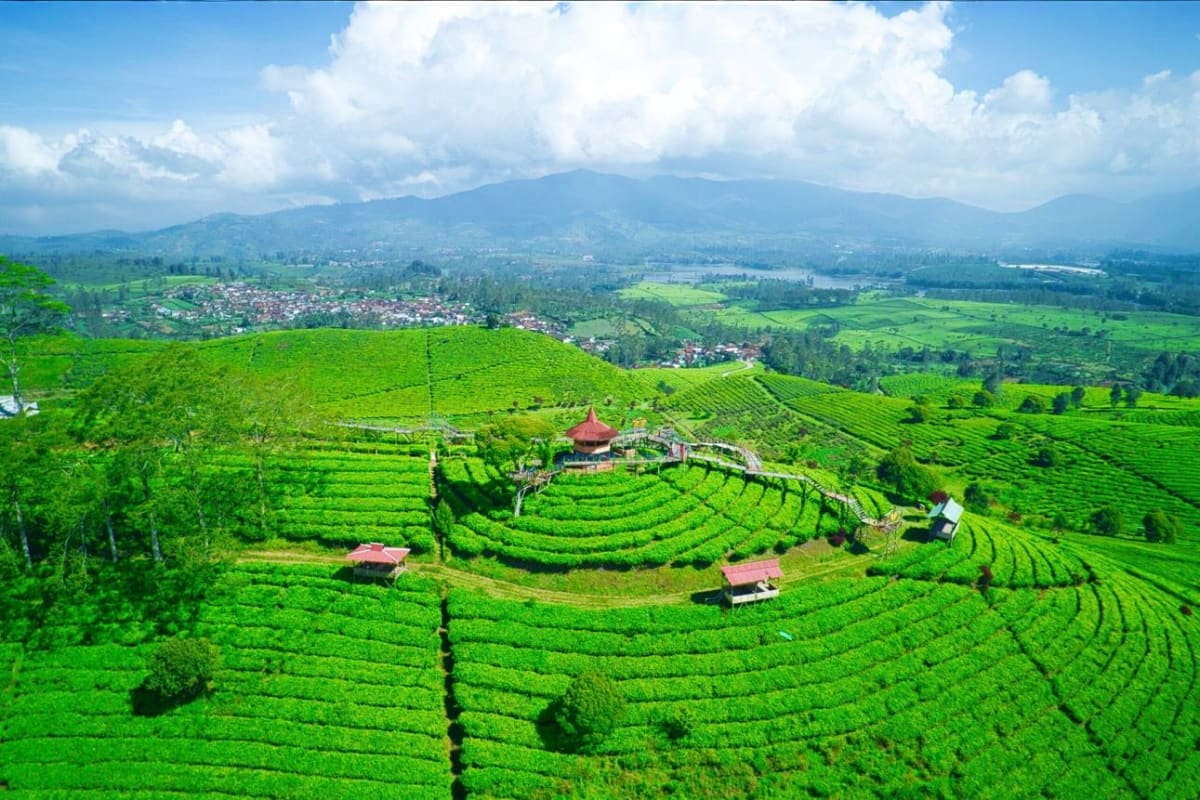 Arabian Honeymoon Escape to Indonesia Aerial view of lush green tea plantations in Indonesian highlands with traditional red-roofed buildings and mountain range in