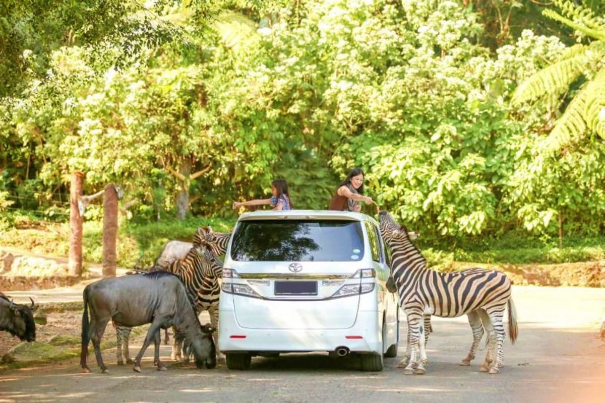 Arabian Honeymoon Escape to Indonesia Visitors in a white vehicle observing zebras and wildebeest on a safari drive through a tree-lined road in Indonesia.