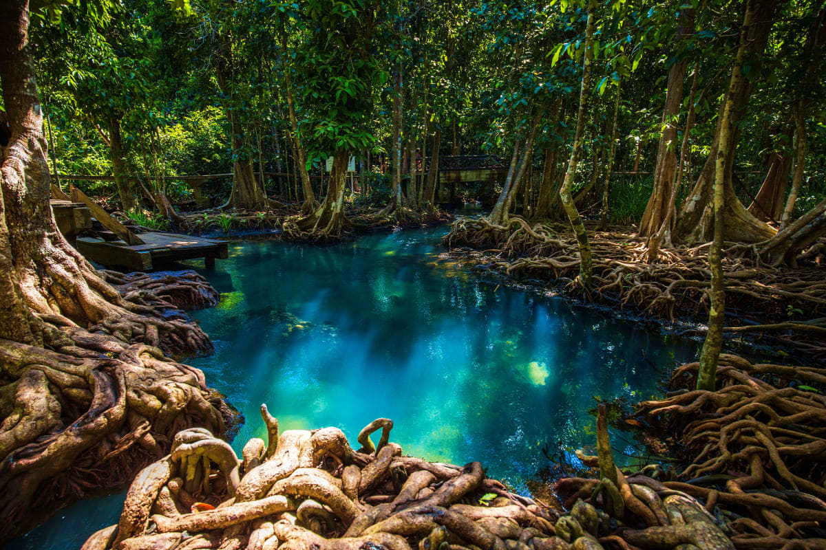 Turquoise lagoon surrounded by towering trees with exposed roots and a swimmer in the emerald water at Emerald Pool, Krabi Th