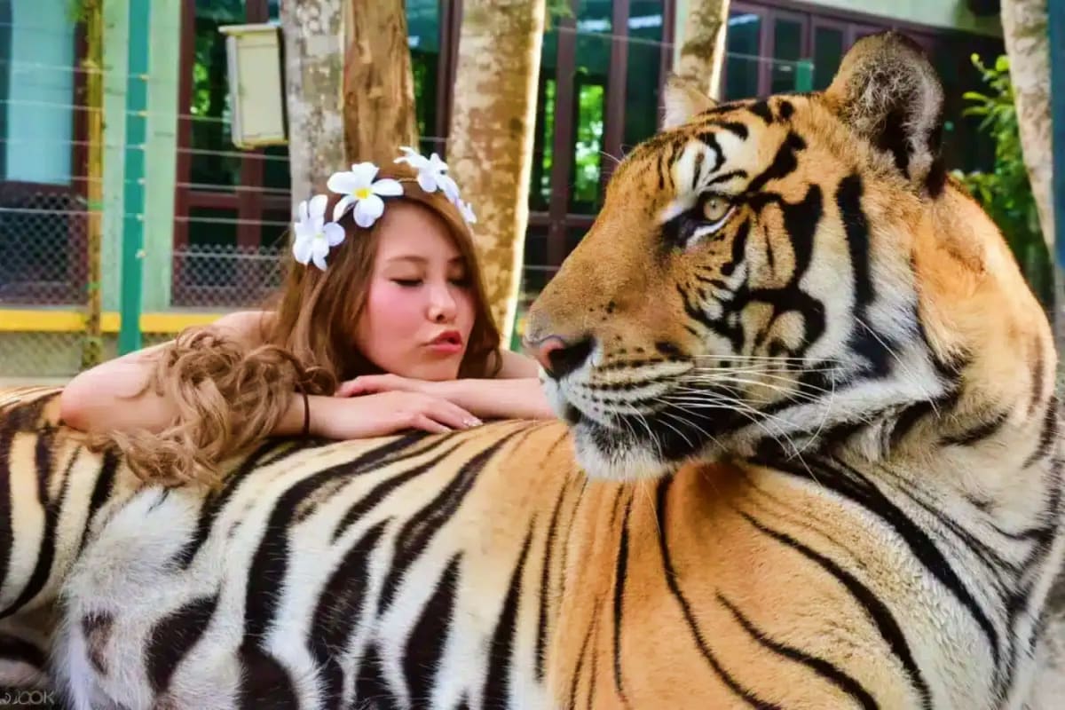 Woman wearing white flower crown posing with Bengal tiger at wildlife sanctuary in Phuket