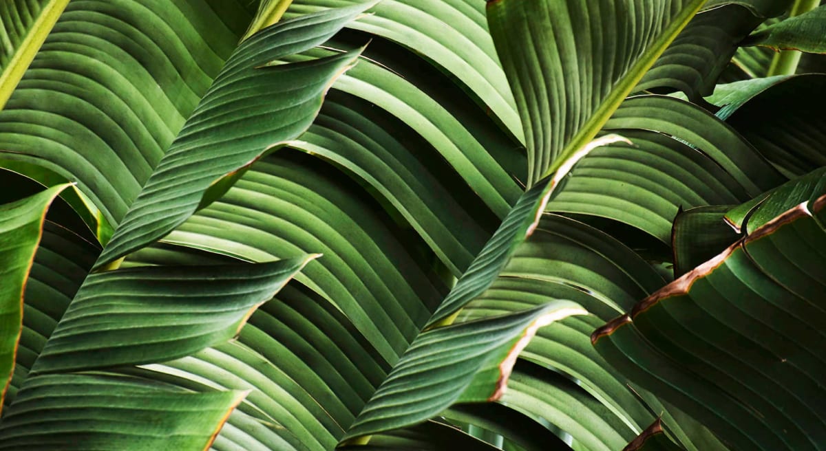 The Beach Club Surfing School - Surf in Città metropolitana di Roma Capitale