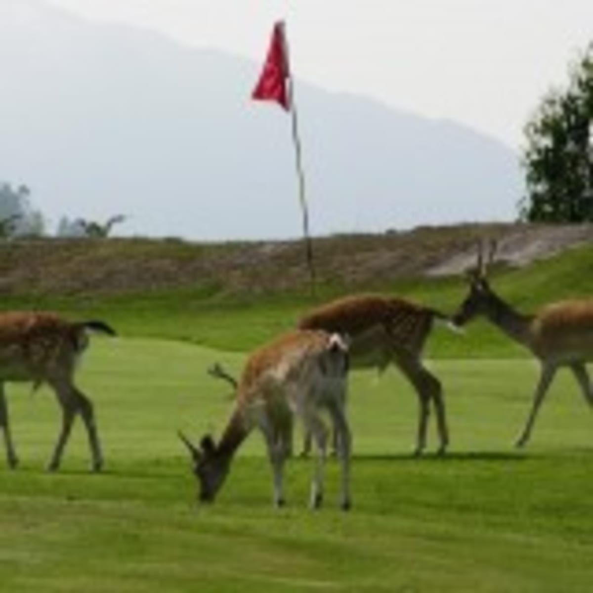 Club de Golf La Rasa de Berbes - Golf in Ribadesella