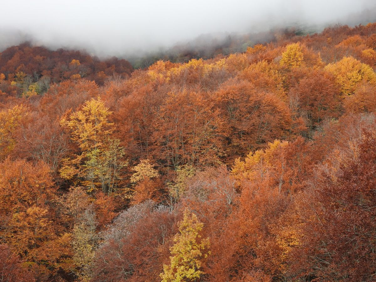 Valles y Cumbres. Guías de la Montaña Palentina - Ski a Loma de Castrejón
