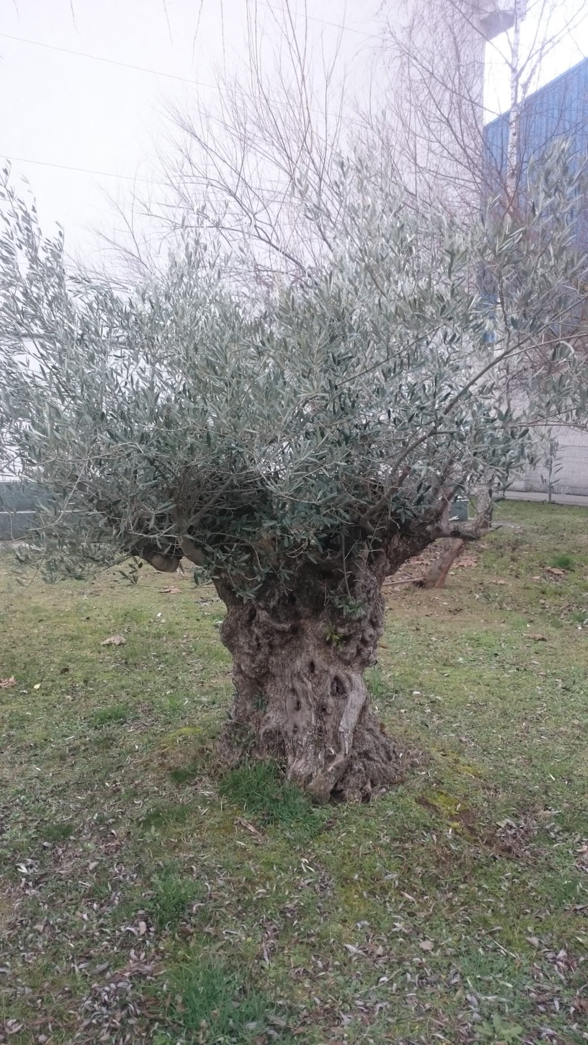 Polideportivo Matamorosa - Gimnasia a Matamorosa