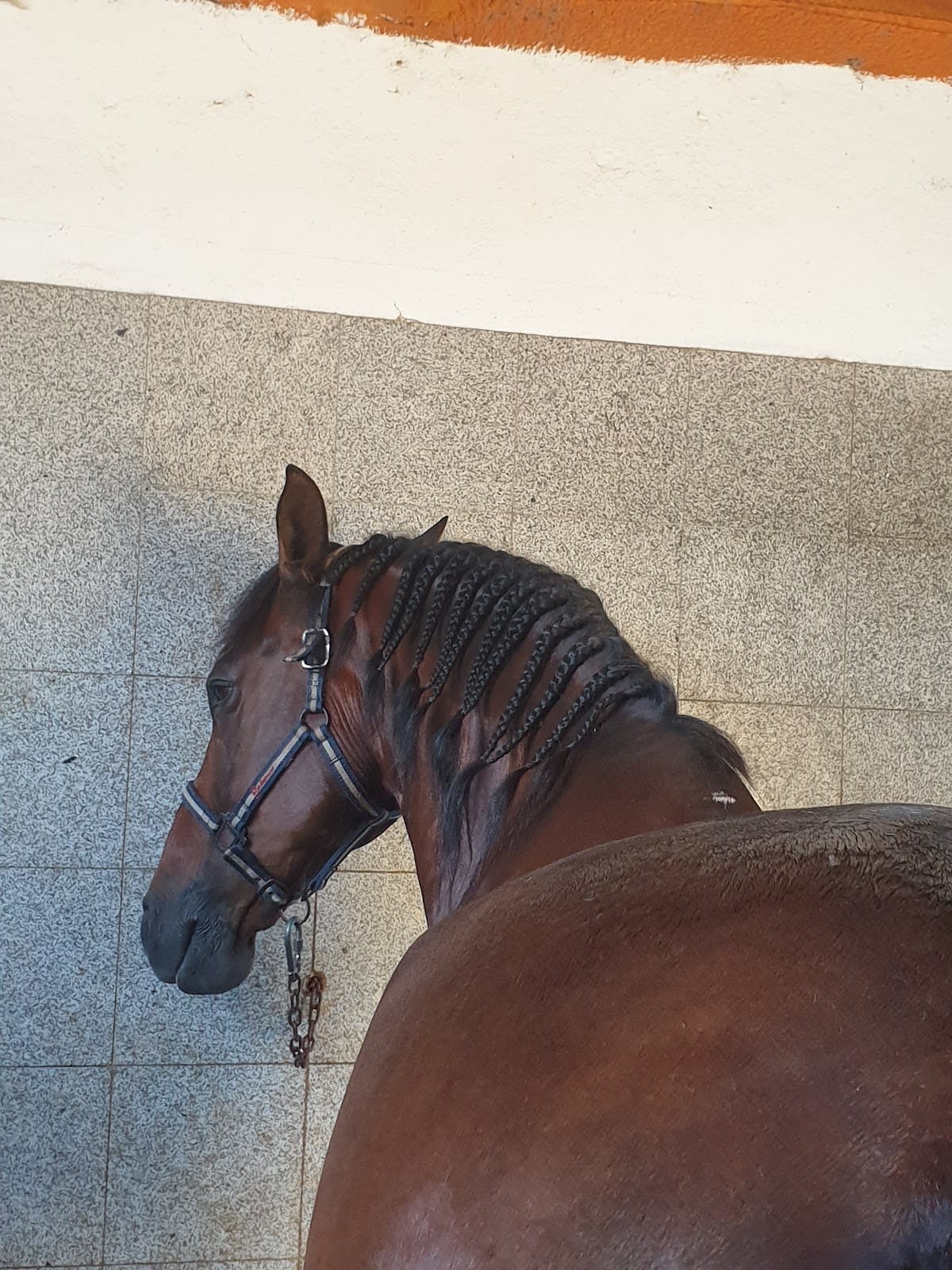 Cearan - Hipica em Nigrán